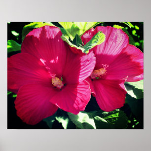 Poster Paire de fleurs rouge Hibiscus gros