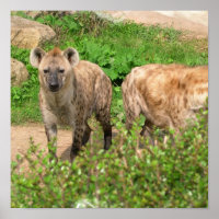 Paire de l'affiche de Hyenas