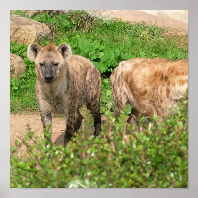 Poster Paire de l'affiche de Hyenas (Devant)