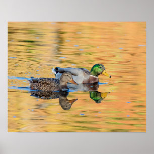 Poster Paire de Mallards
