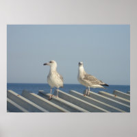 Paire de mouettes