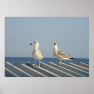 Poster Paire de mouettes