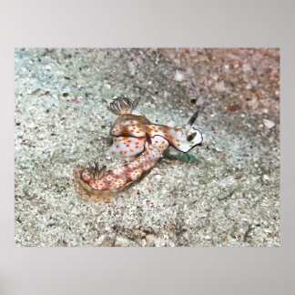 Poster Paire de Nudibranchs