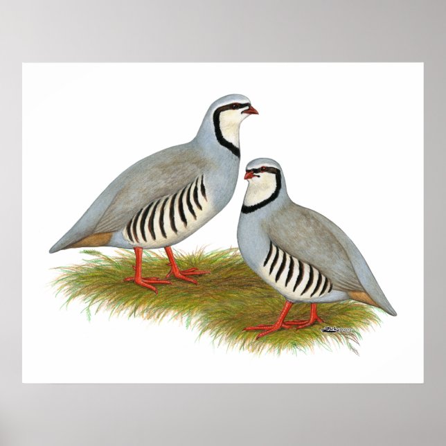 Poster Paire de perdrix de Chukar (Devant)
