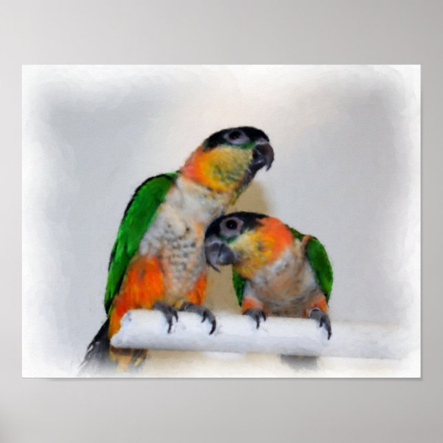 Poster Paire de perroquets de caïques aquarelle peinture  (Devant)