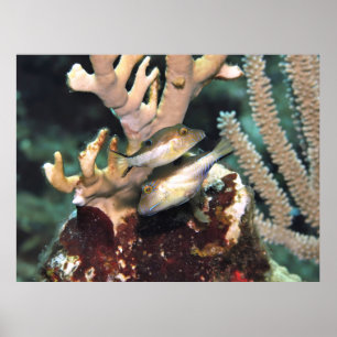 Poster Paire de petits creux