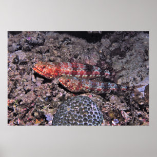 Poster Paire de poisson-Lézard II