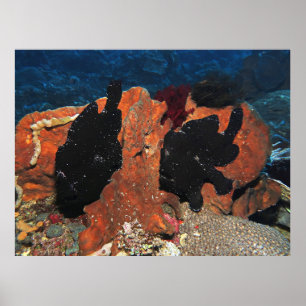 Poster Paire de poisson-porteuse géant