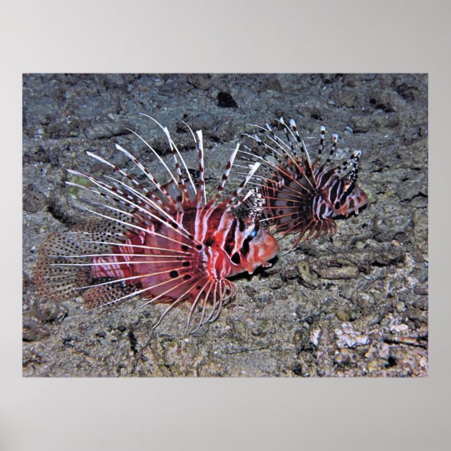 Poster Paire de poissons-lionnes (Devant)