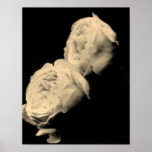Poster Paire de roses teintées de sépia