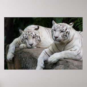Poster Paire de tigre