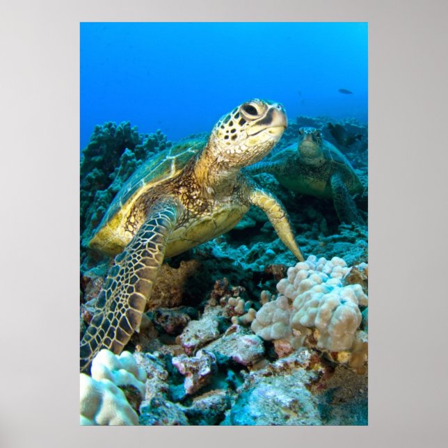 Poster Paire de tortue (Devant)