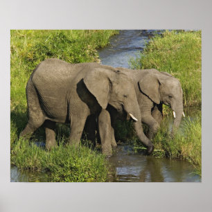 Poster Paire d'éléphants d'Afrique Masai Mara