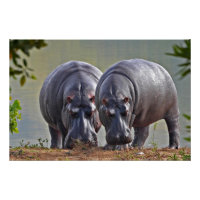 Paire d'hippopotames