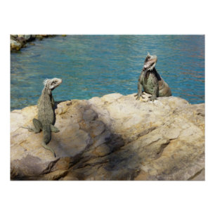 Poster Paire d'iguanes Photographie de faune tropicale