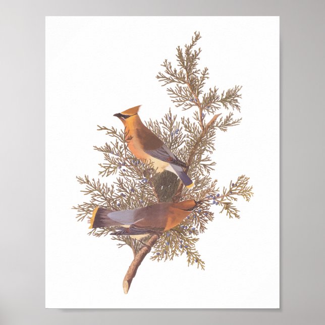 Poster Paire d'oiseaux de cirage de cèdre d'Audubon sur À (Devant)