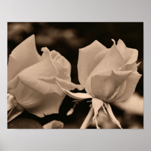 Poster Paire Fleur Rosebud À Sepia Brown