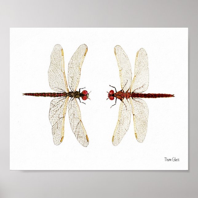 Poster Paire jumelée de l'aquarelle de Meadowhawawawawatr (Devant)