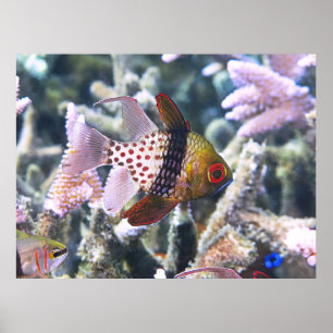 Poster Pajama cardinalfish