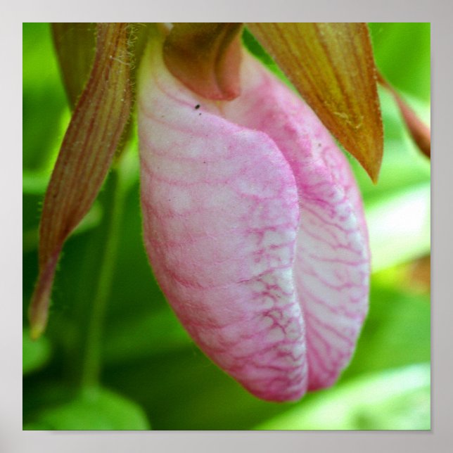 Poster Pale Rose Lady Slipper Orchidée Fleur gros (Devant)