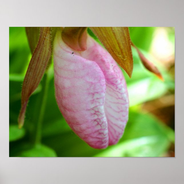 Poster Pale Rose Lady Slipper Orchidée Fleur gros (Devant)