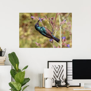 Poster Palestine Sunbird, faune nationale des oiseaux