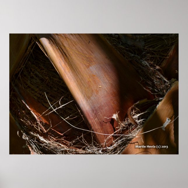 Poster Palm Bark (Devant)