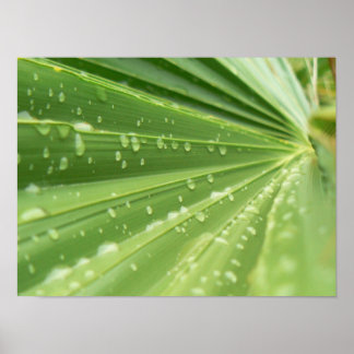 Poster Palm Frond