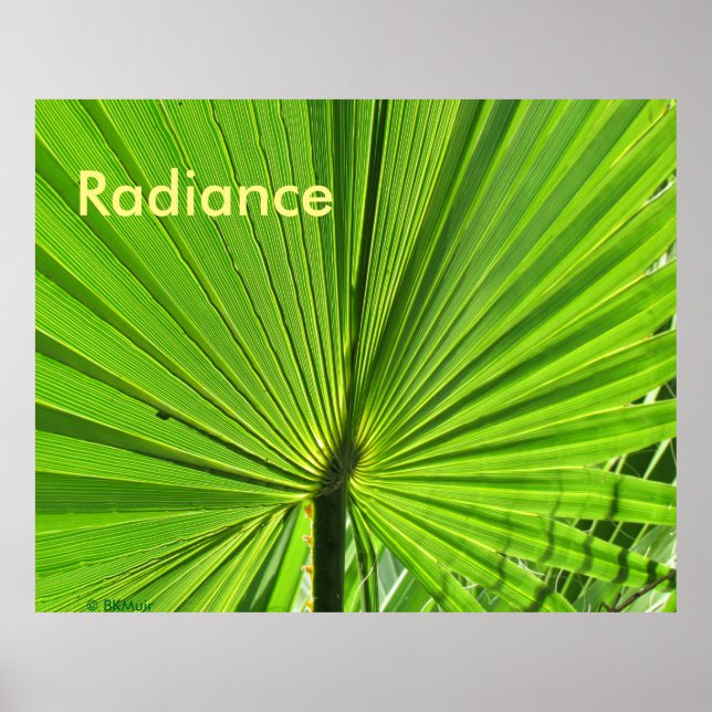Poster - Palm Frond au soleil (Devant)