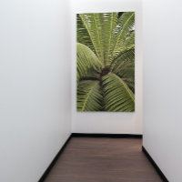 Palm Tropical Art Botanique Dioon Spinulosum