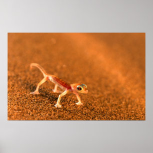 Poster Palmatogecko On Sand Dune, Swakpomund, Erongo