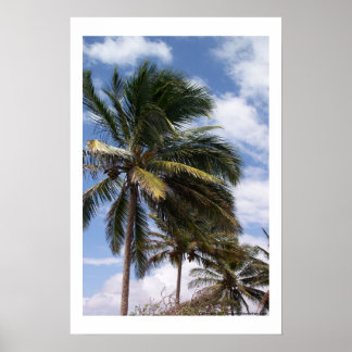 Poster Palmes de coco