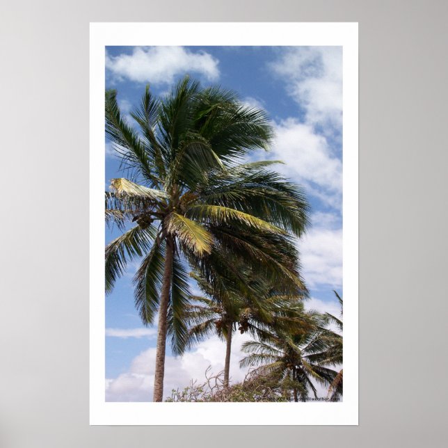 Poster Palmes de coco (Devant)