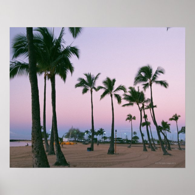 Poster Palmier 2 (Devant)