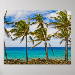 Poster Palmier à noix de coco (Cocos nucifera) se balança