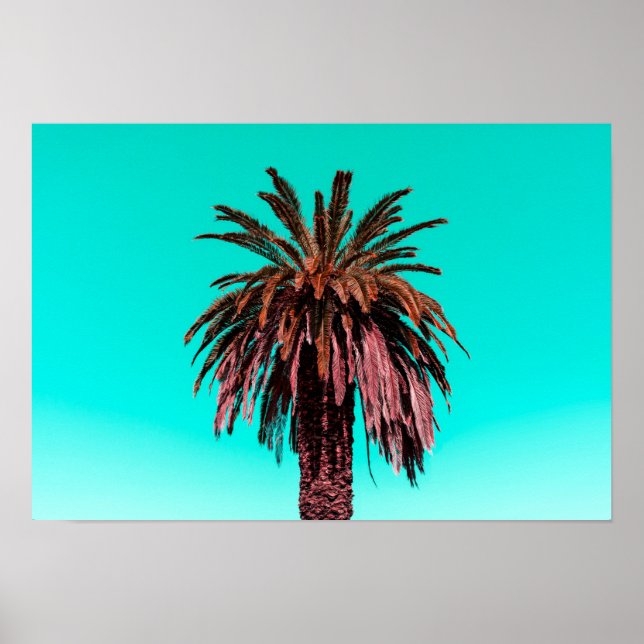 Poster Palmier de Californie (Devant)