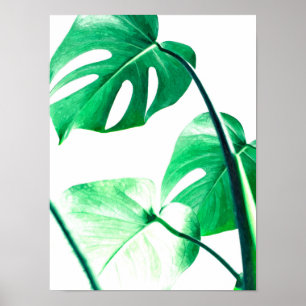 Poster Palmier de Monstera feuille tropical moderne aquar