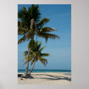 Poster Palmier et plage de sable blanc