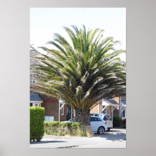 Poster Palmier exotiques et plantes à Selsey.