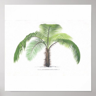Poster Palmier illustration III Collection