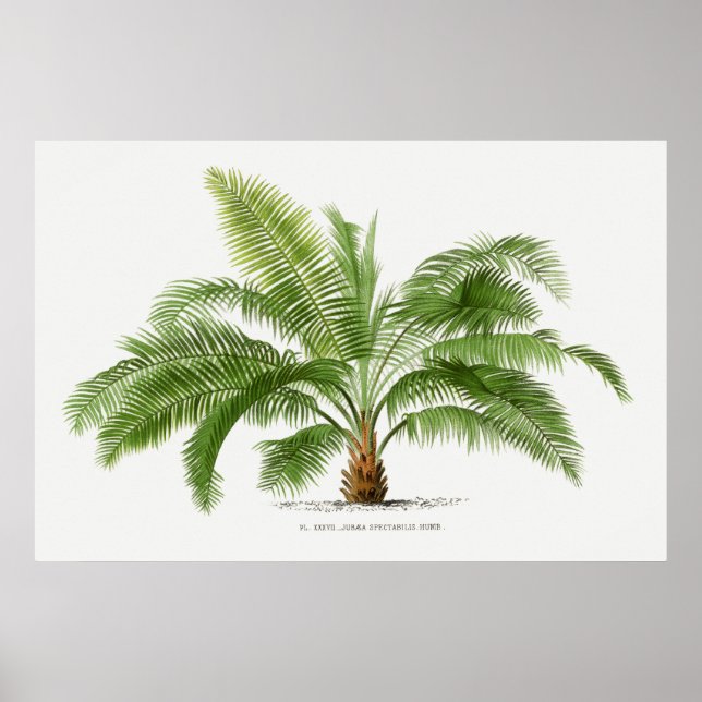 Poster Palmier vintage, illustration (Devant)