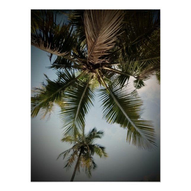 Poster Palmiers (Devant)