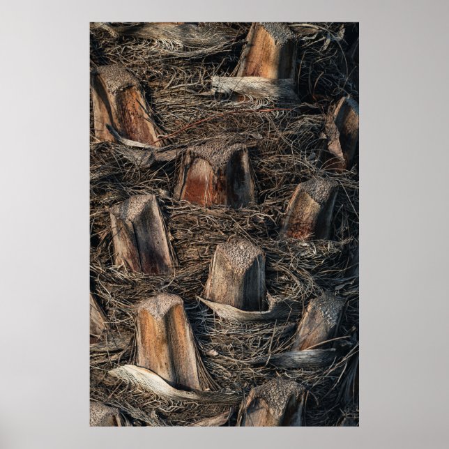 Poster Palmiers (Devant)