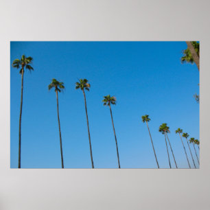 Poster Palmiers dans une rangée