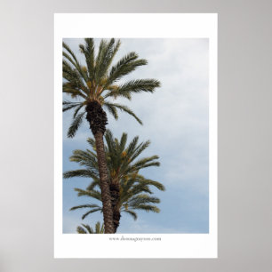 Poster Palmiers de la Californie