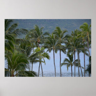 Poster Palmiers d'Hawaï