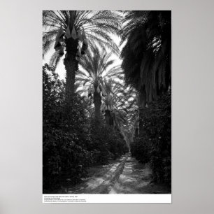 Poster Palmiers et orangers près du désert, 1966