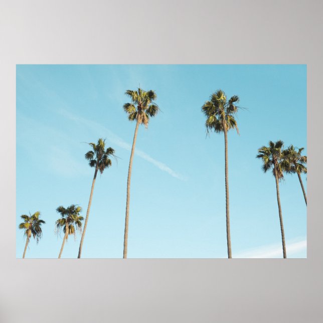 Poster Palmiers hauts Ciel bleu clair (Devant)