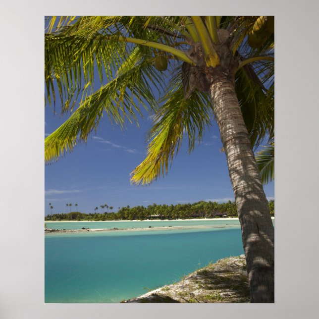 Poster Palmiers & lagon, Musket Cove Island Resort (Devant)