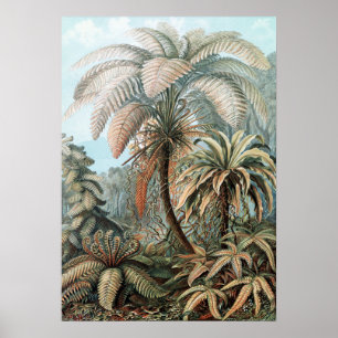 Poster Palmiers vintages Ernst Haeckel
